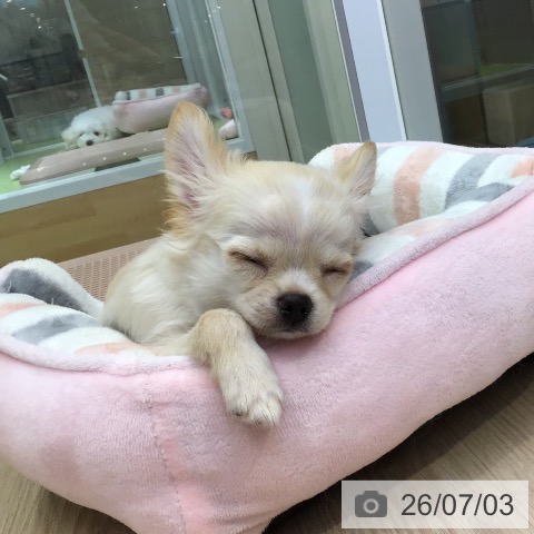 沖縄県のチワワ(ロング) (ペットプラス 沖縄ライカム店/2026年4月9日生まれ/男の子/クリーム)の子犬の3枚目の画像