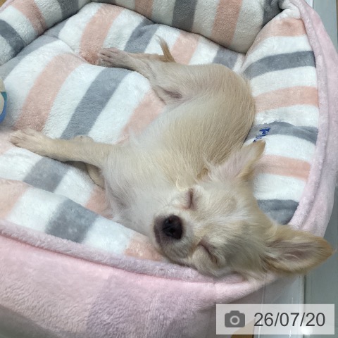 福岡県のチワワ(ロング) (ペットプラス 黒崎店/2026年4月9日生まれ/男の子/クリーム)の子犬の3枚目の画像