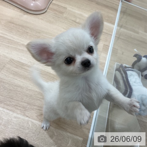 福岡県のチワワ(ロング) (ペットプラス 八幡東店/2026年4月9日生まれ/男の子/ホワイトクリーム)の子犬の4枚目の画像
