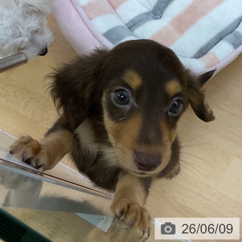 ミニチュア・ダックスフンドの写真