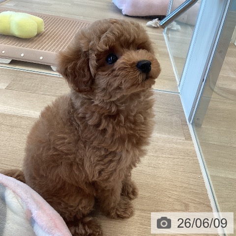 トイ・プードルの写真