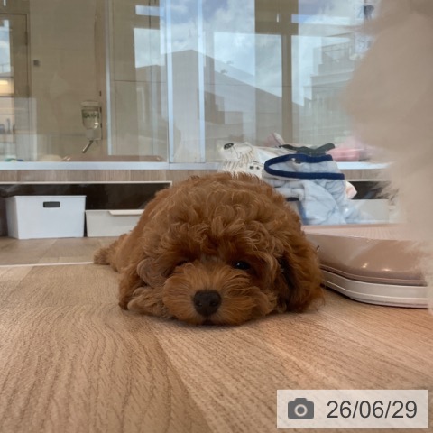 福岡県のトイプードル(トイ) (ペットプラス ららぽーと福岡店/2026年4月9日生まれ/女の子/レッド)の子犬の3枚目の画像
