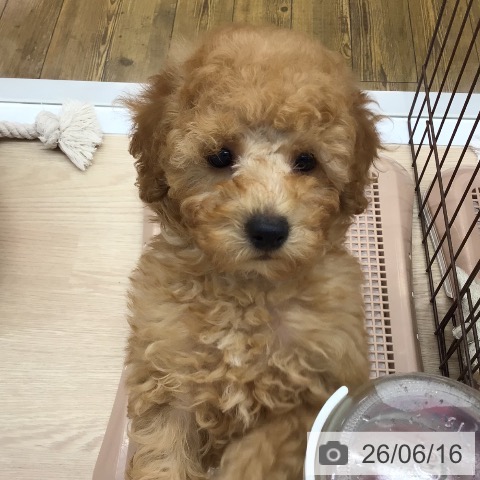 沖縄県のトイプードル(トイ) (ペットプラス 南風原店/2026年4月10日生まれ/男の子/アプリコット)の子犬の3枚目の画像