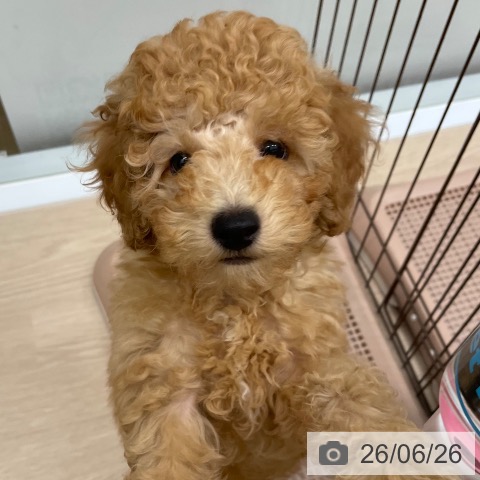 沖縄県のトイプードル(トイ) (ペットプラス 南風原店/2026年4月10日生まれ/男の子/アプリコット)の子犬の3枚目の画像