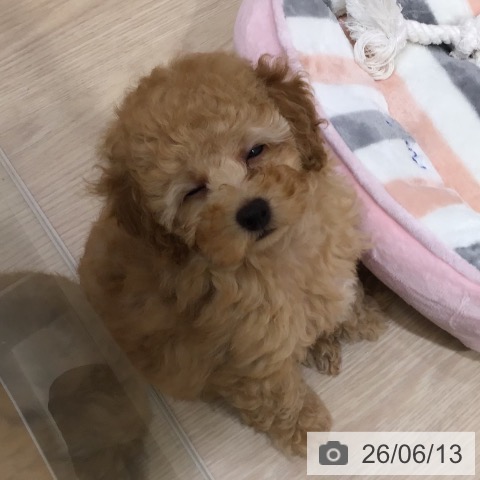 沖縄県のトイプードル(トイ) (ペットプラス 沖縄ライカム店/2026年4月10日生まれ/男の子/アプリコット)の子犬の4枚目の画像