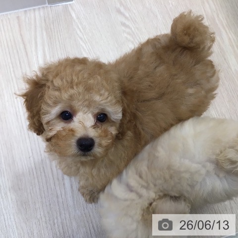 沖縄県のトイプードル(トイ) (ペットプラス 沖縄ライカム店/2026年4月10日生まれ/男の子/アプリコット)の子犬の3枚目の画像