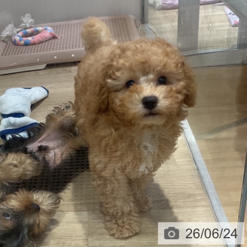 福岡県のトイプードル(トイ) (ペットプラス 小倉南店/2026年4月10日生まれ/男の子/アプリコット)の子犬の3枚目の画像