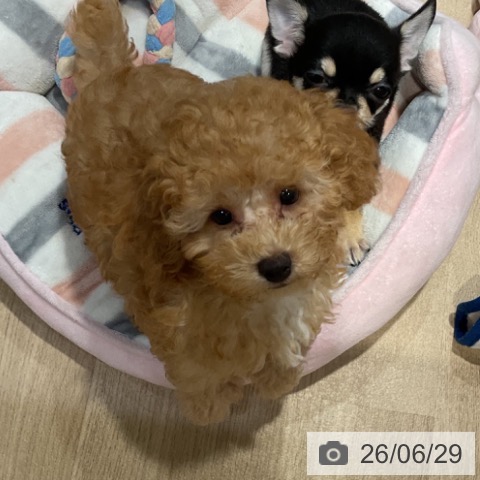 福岡県のトイプードル(トイ) (ペットプラス 小倉南店/2026年4月10日生まれ/男の子/アプリコット)の子犬の3枚目の画像