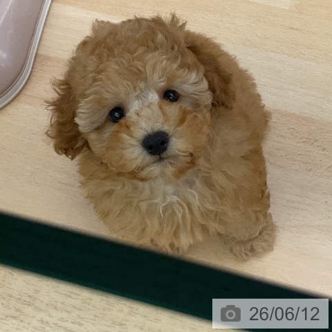 福岡県のトイプードル(トイ) (ペットプラス 福岡店/2026年4月10日生まれ/女の子/アプリコット)の子犬の4枚目の画像