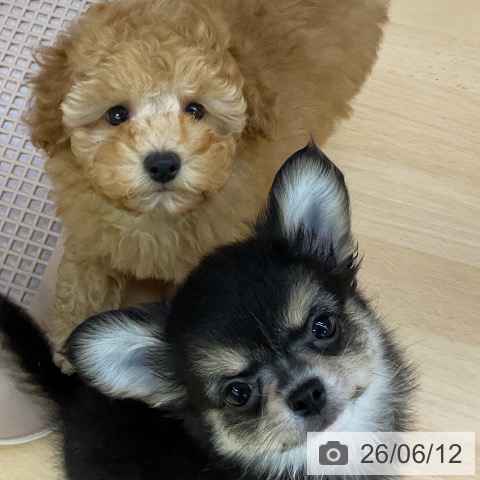 福岡県のトイプードル(トイ) (ペットプラス 福岡店/2026年4月10日生まれ/女の子/アプリコット)の子犬の3枚目の画像