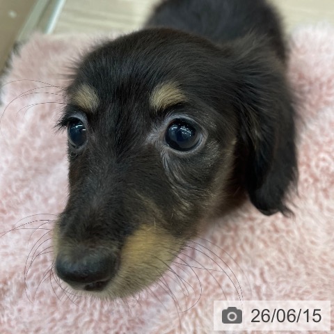 沖縄県のカニンヘンダックスフンド(ロング) (ペットプラス 南風原店/2026年4月10日生まれ/女の子/ブラックタン)の子犬の3枚目の画像