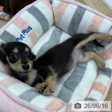 カニーンヘン・ダックスフンドの写真