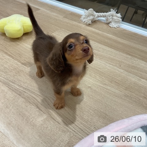 カニーンヘン・ダックスフンドの写真