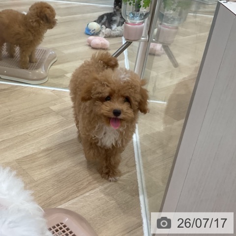 福岡県のトイプードル(トイ) (ペットプラス 香椎浜店/2026年4月10日生まれ/男の子/オレンジフォーン)の子犬の4枚目の画像