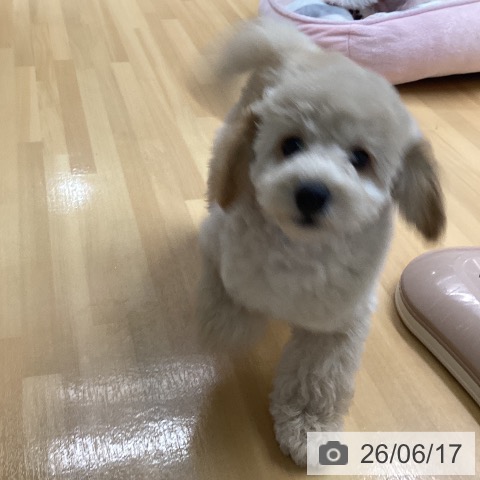 トイ・プードルの写真