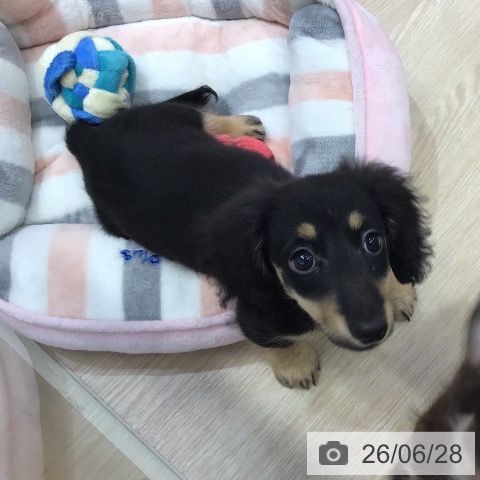 沖縄県のミニチュアダックスフンド(ロング) (ペットプラス 沖縄ライカム店/2026年4月9日生まれ/女の子/ブラックタン)の子犬の4枚目の画像
