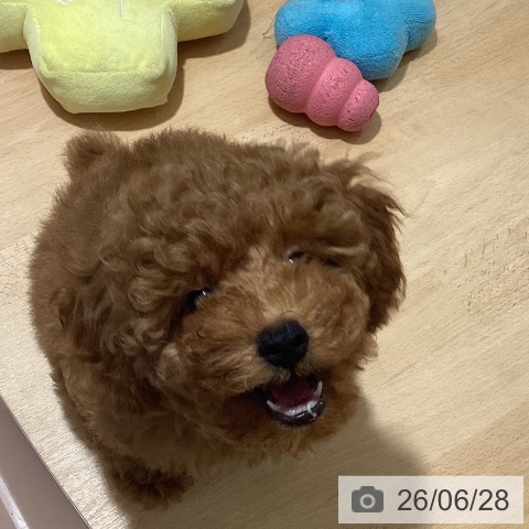 鹿児島県のトイプードル(トイ) (ペットプラス 姶良店/2026年4月10日生まれ/女の子/レッド)の子犬の3枚目の画像