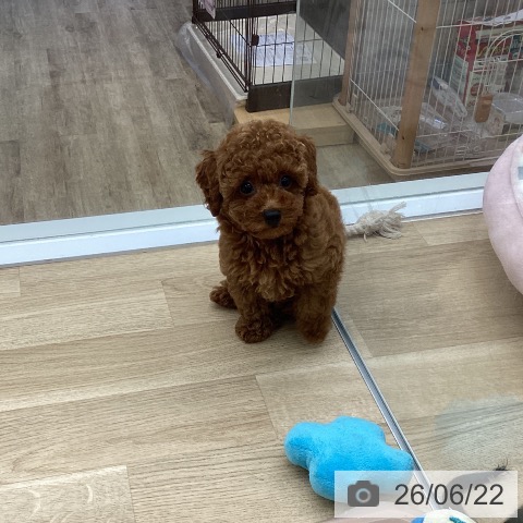 福岡県のトイプードル(トイ) (ペットプラス 春日店/2026年4月10日生まれ/女の子/レッド)の子犬の4枚目の画像