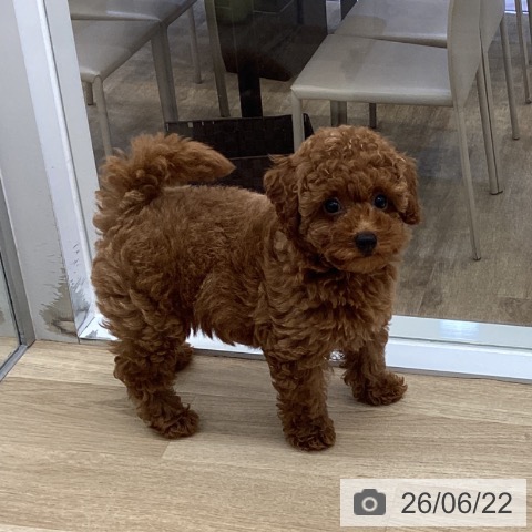 福岡県のトイプードル(トイ) (ペットプラス 春日店/2026年4月10日生まれ/女の子/レッド)の子犬の3枚目の画像