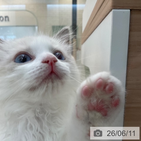 福岡県のラグドール (ペットプラス ららぽーと福岡店/2026年4月7日生まれ/女の子/ブルーポイントバイカラー)の子猫の4枚目の画像