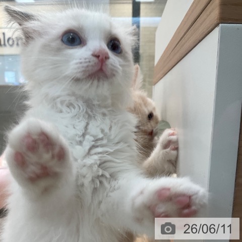 福岡県のラグドール (ペットプラス ららぽーと福岡店/2026年4月7日生まれ/女の子/ブルーポイントバイカラー)の子猫の3枚目の画像