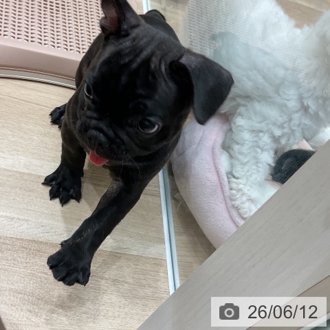 フレンチ・ブルドッグの写真