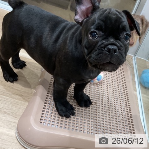 フレンチ・ブルドッグの写真