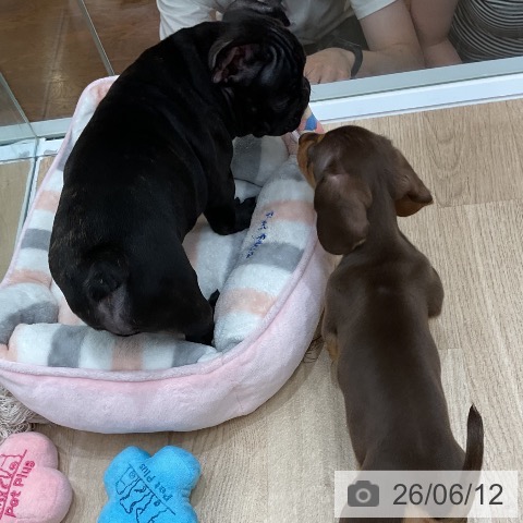 フレンチ・ブルドッグの写真