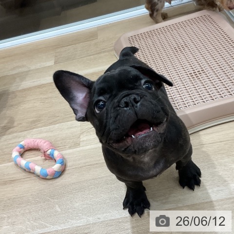 フレンチ・ブルドッグの写真