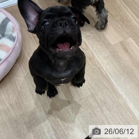 フレンチ・ブルドッグの写真