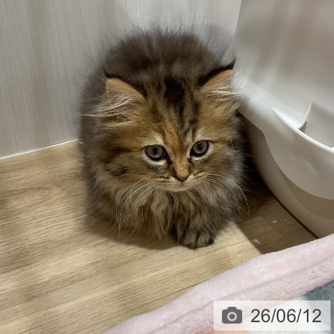 ペルシャの写真