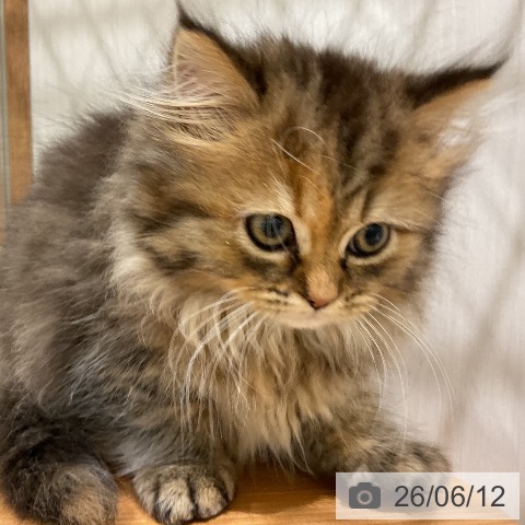 ペルシャの写真