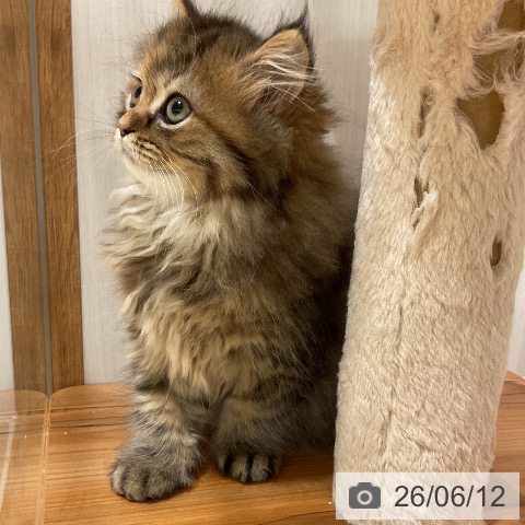 ペルシャの写真