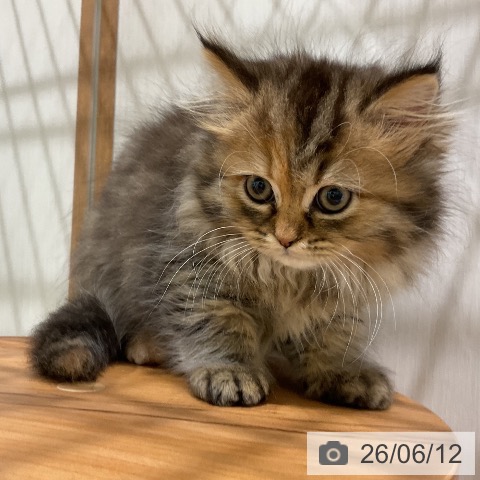 ペルシャの写真