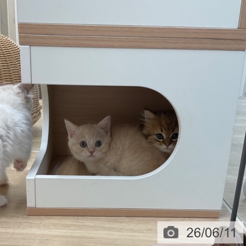 ペルシャの写真