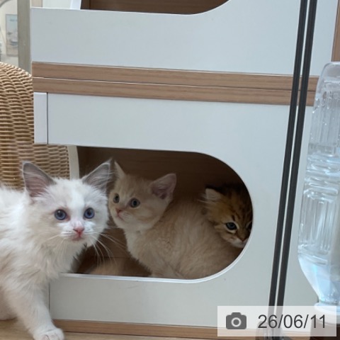 ペルシャの写真
