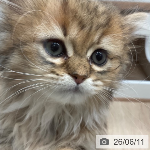 ペルシャの写真