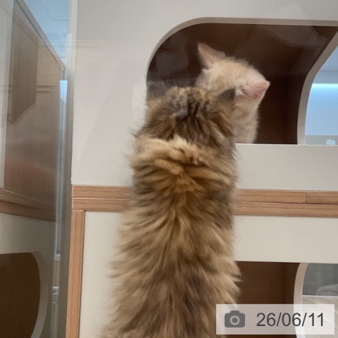ペルシャの写真