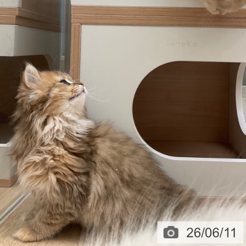 ペルシャの写真