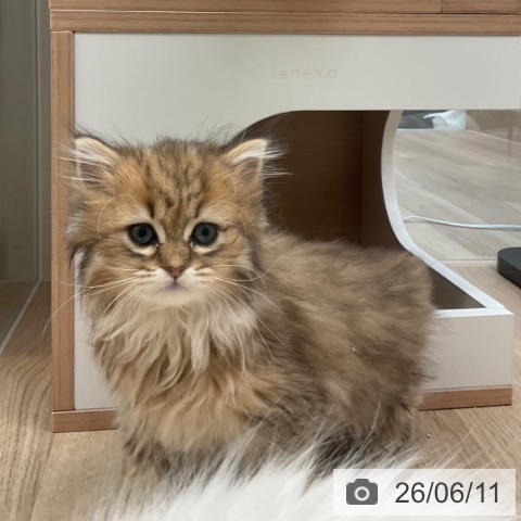 ペルシャの写真