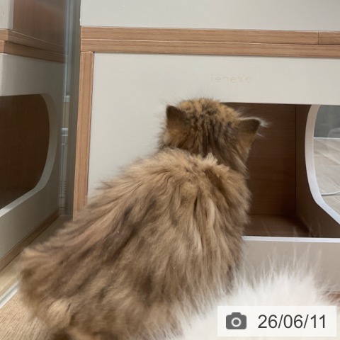 ペルシャの写真
