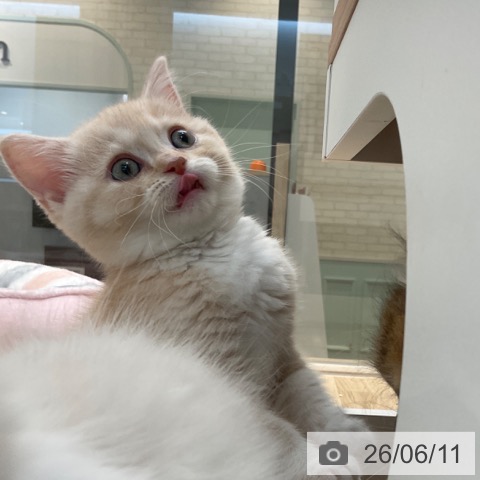 マンチカンの写真