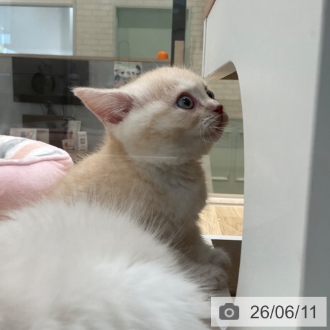 マンチカンの写真