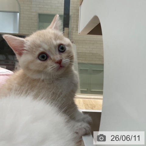 マンチカンの写真