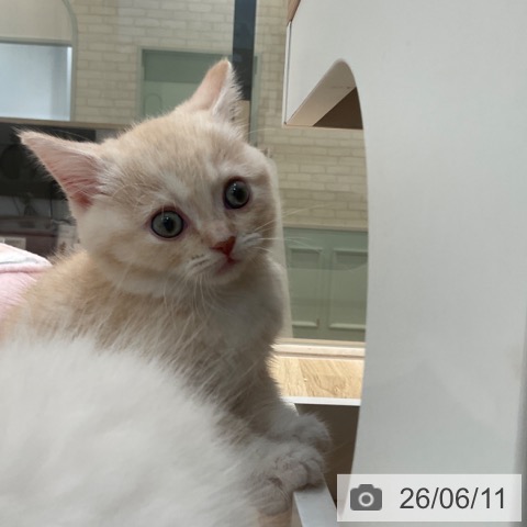 マンチカンの写真