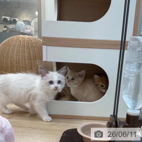 マンチカンの写真