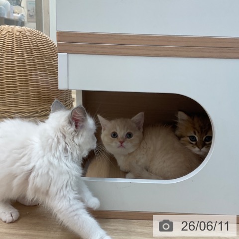マンチカンの写真