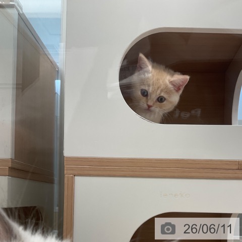 マンチカンの写真