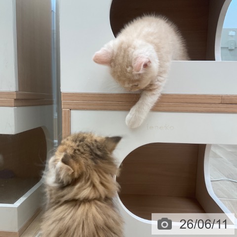 マンチカンの写真