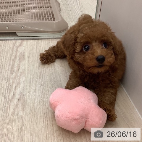 沖縄県のトイプードル(トイ) (ペットプラス 南風原店/2026年4月8日生まれ/女の子/レッド)の子犬の4枚目の画像